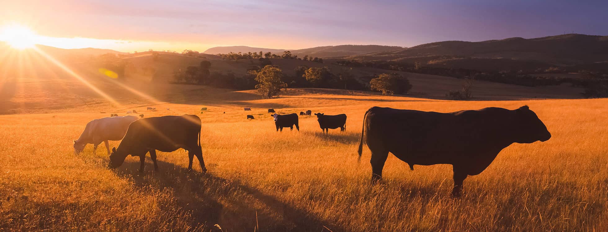 Premium Steaks, Delivered to Your Door